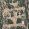 主