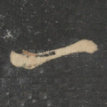 一