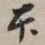 本