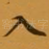 入