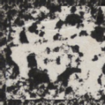 尚