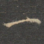 一