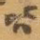 皆