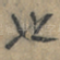 也
