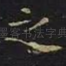 之