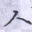 人