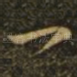 一