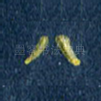 八