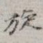 旋