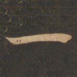 一