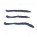 三