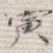 寅