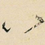 以