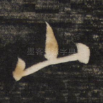 山
