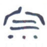 宗
