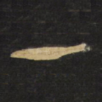 一