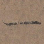 一