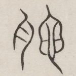 孕
