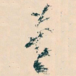 莫