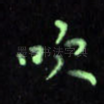 吹