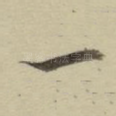 一