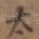 太