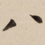八