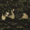 小