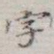 字