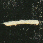 一