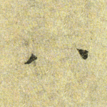 八