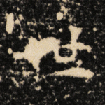 世