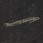 一