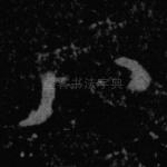 八