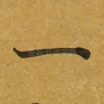 一